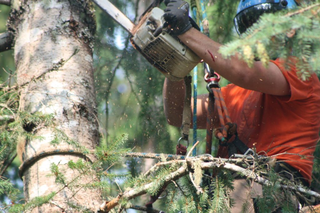 Tree Removal North Shore NZ