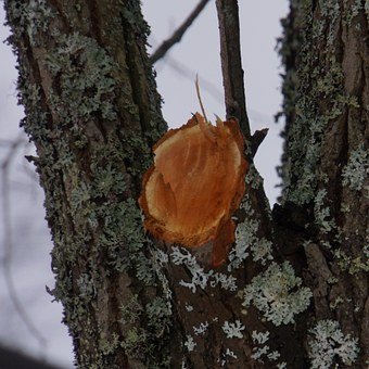 Tree pruning north shore