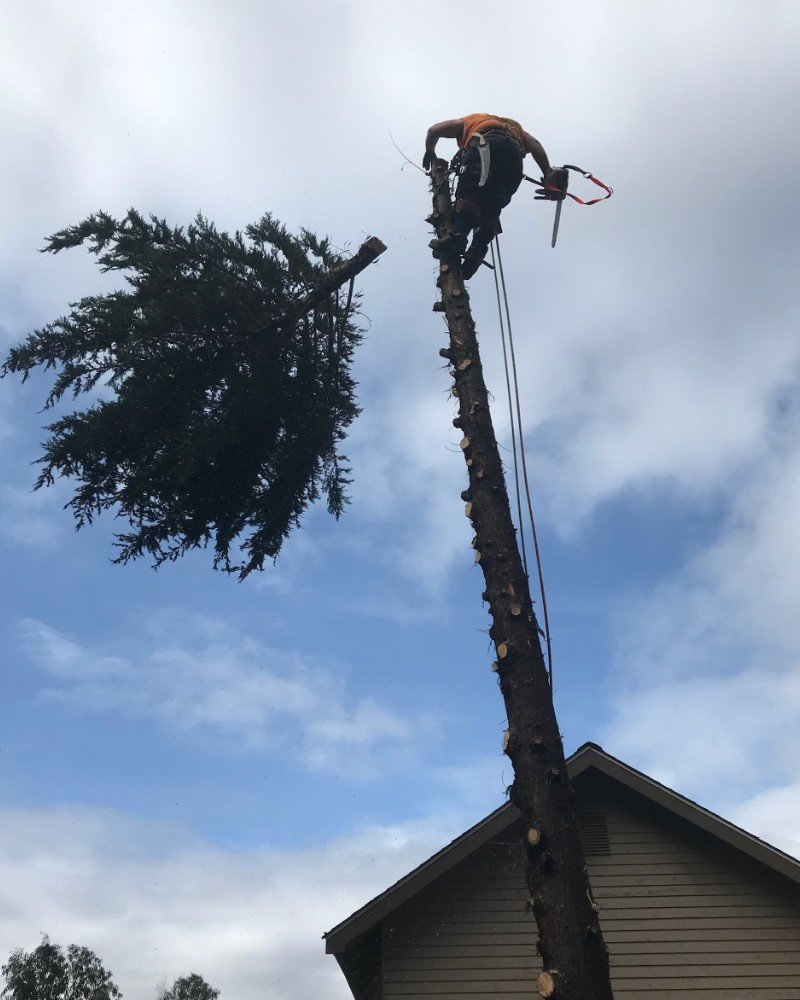land clearing north shore auckland