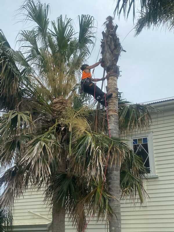 tree lopping north shore