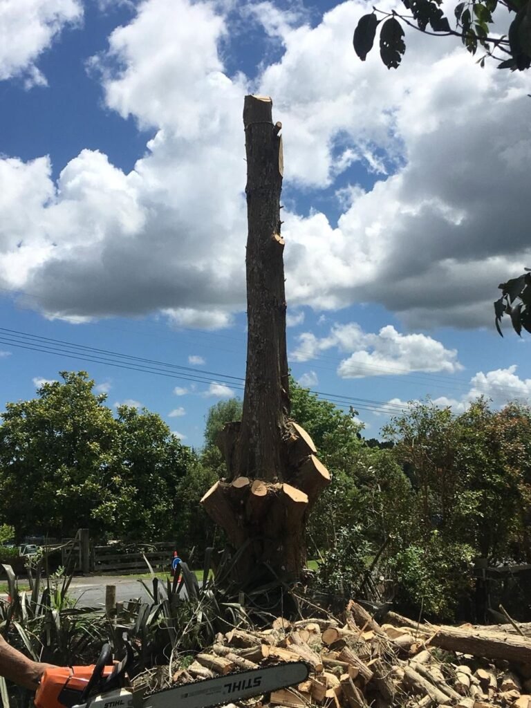 Decayed cypress treeline removal in Rodney, the last dead cypress stem before felling