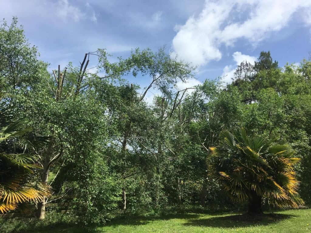 Mexican alder treeline canopy reduction in Rodney, the alder screen and fan palms around the lawn
