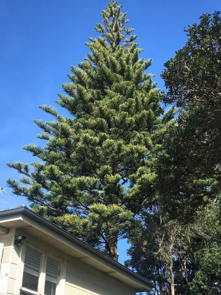 Norfolk Island pine removal in Orewa, the pine beside the house before removal