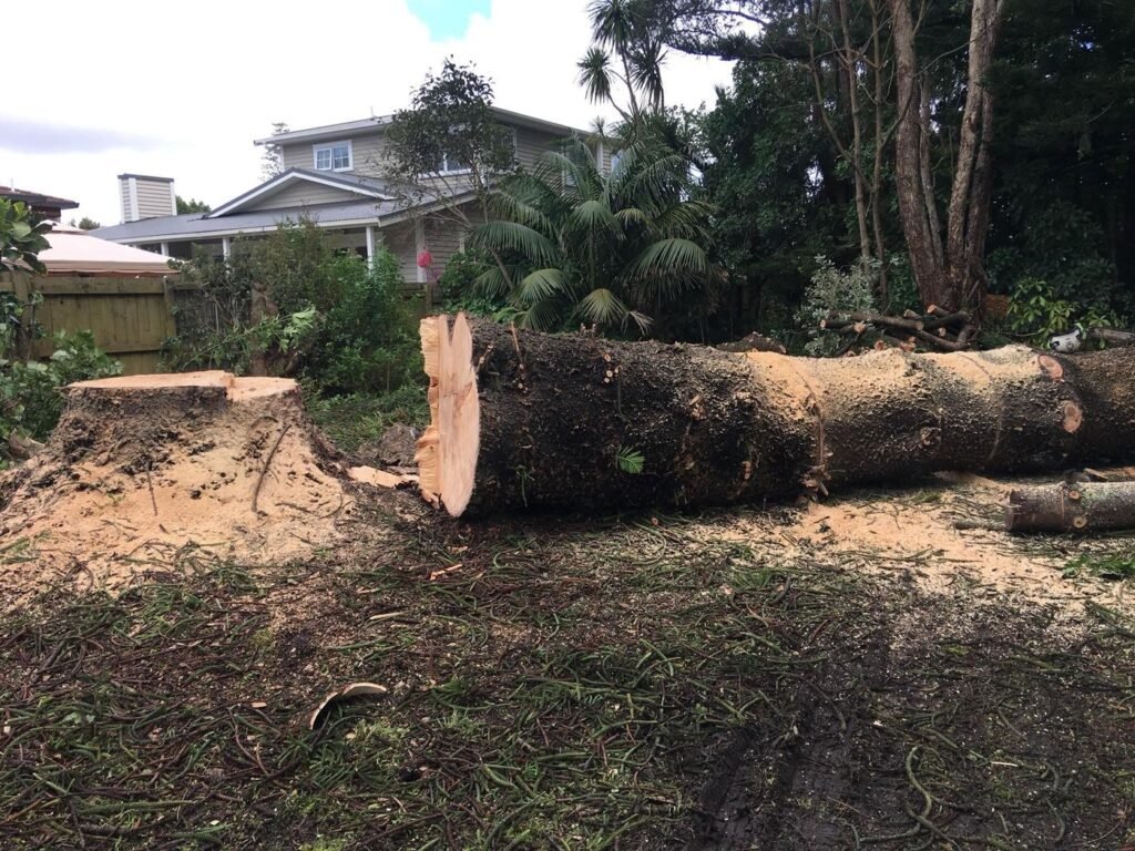 Norfolk Island pine removal in Orewa, the trunk felled in sections on the lawn