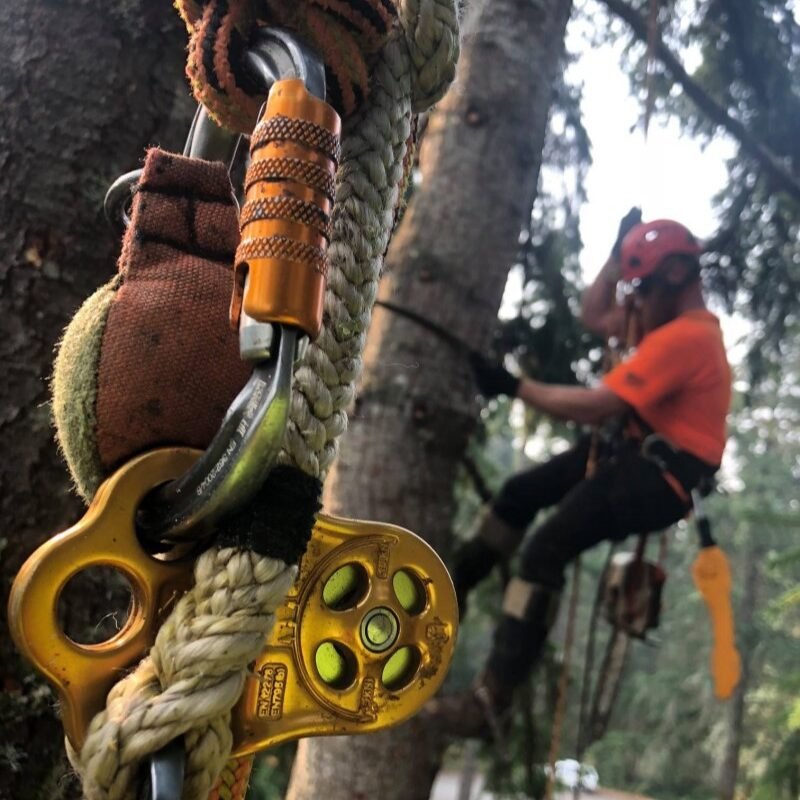 tree removal north shore auckland