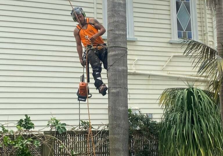North shore arborist auckland