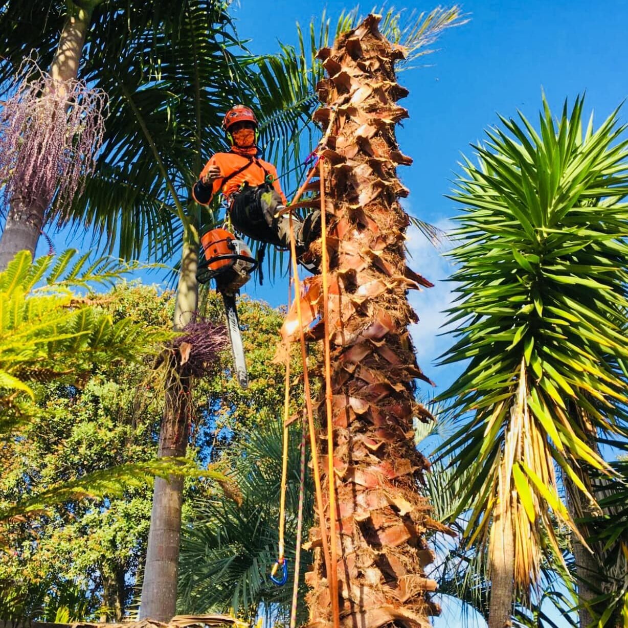tree felling north shore