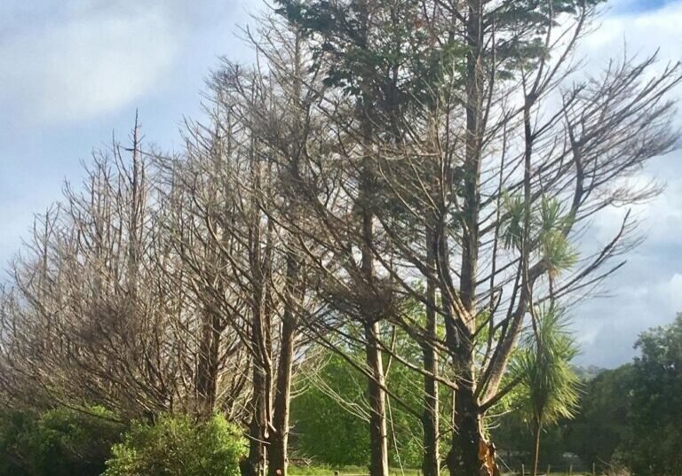Decayed cypress treeline removal in Rodney, the dead cypress treeline along the road frontage