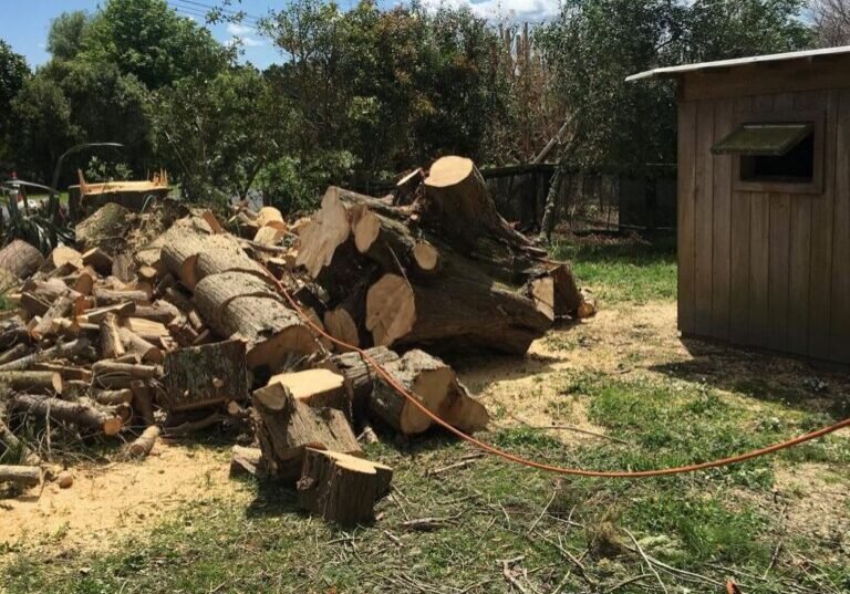 Decayed cypress treeline removal in Rodney, the cleared ground beside the shed after the cypress came down