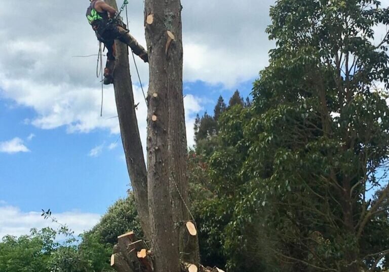 Decayed cypress treeline removal in Rodney, arborist climbing a dead cypress trunk to section it
