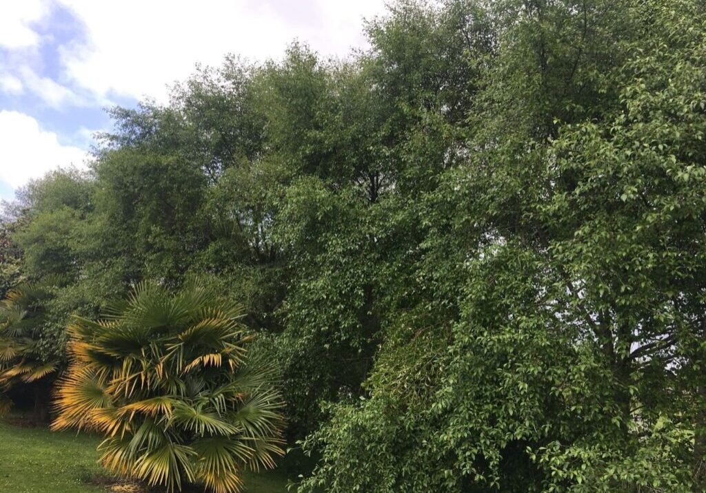 Mexican alder treeline canopy reduction in Rodney, the treeline before the canopy was reduced