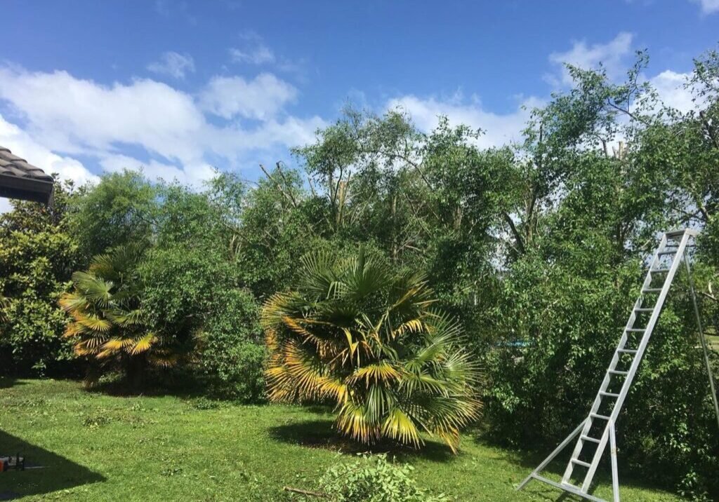 Mexican alder treeline canopy reduction in Rodney, ladder set against the alder treeline during the reduction