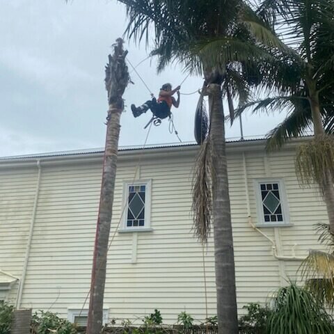 tree felling north shore
