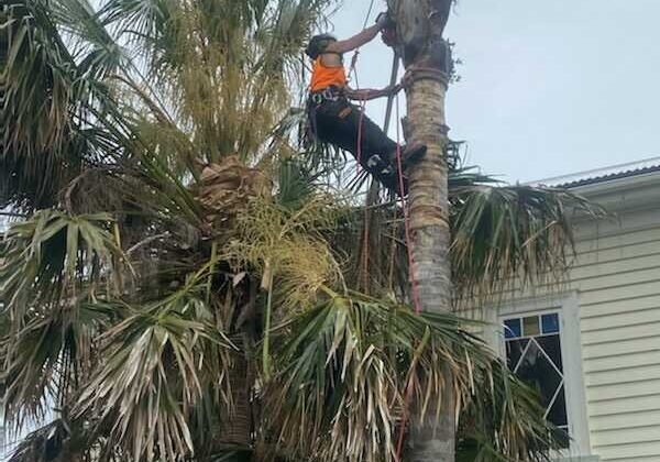 tree lopping north shore