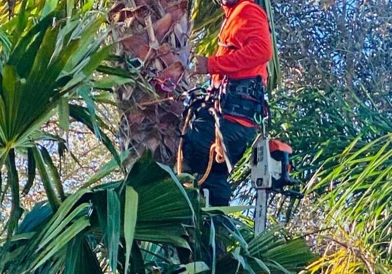 tree removal services north shore