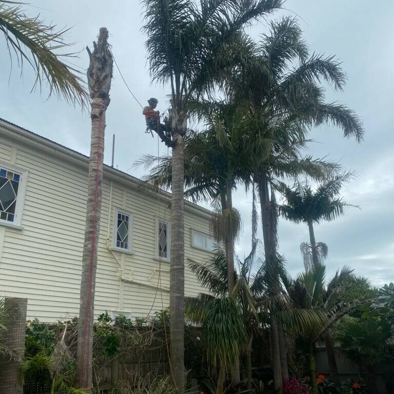 tree service north shore